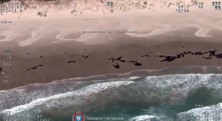 Avustralya'da 150 Balina Kıyıya Vurdu: Kurtarma Çalışmaları Sürüyor