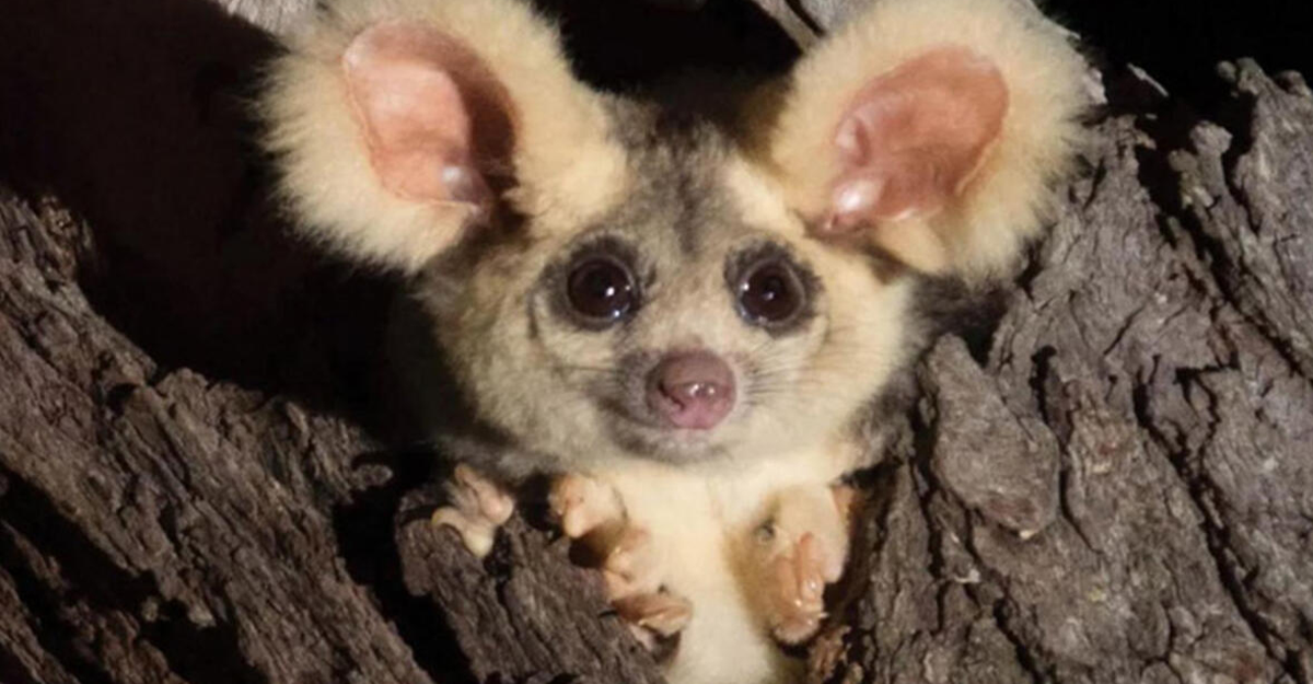 Avustralya'da 2 yeni memeli türü keşfedildi