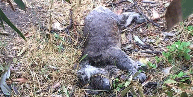 Avustralya hayvan katliamına doymuyor!