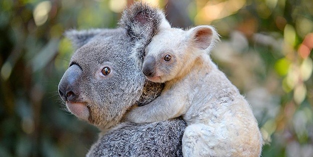 Avustralya'da beyaz koala heyecanı!