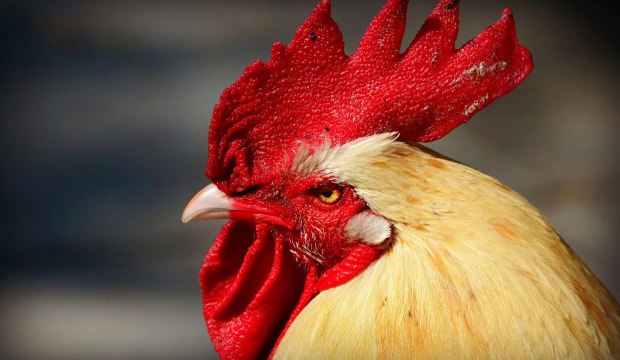 Avustralya'da horoz kümeste yaşlı kadını öldürdü!