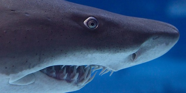 Avustralya'da köpek balığı dehşeti