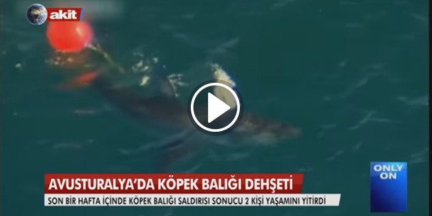 Avustralya'da köpek balığı dehşeti!
