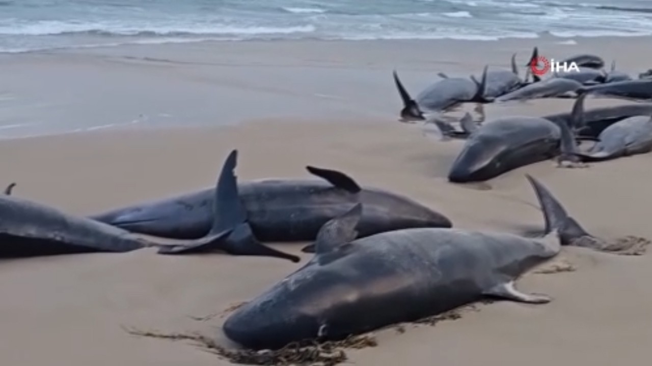 Avustralya’da korkunç görüntü! Yüzlerce balina kıyıya vurdu