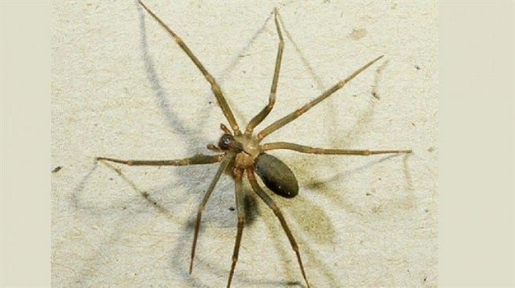 Avustralya'da örümcek zehri şifa oldu