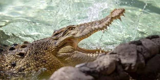 Avustralya'da timsah, askerleri yaraladı