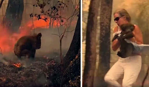 Avustralya'da yangının sembolü olmuştu! Üzücü haber geldi