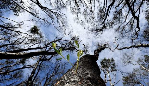 Avustralya'daki yangınlar 'hava sıcaklığını düşürebilir'