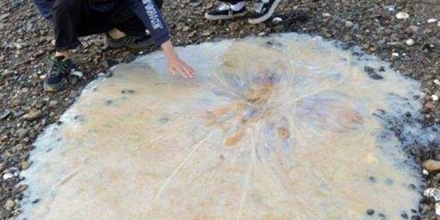 Avustralya'dan tuhaf görüntüler - FOTO