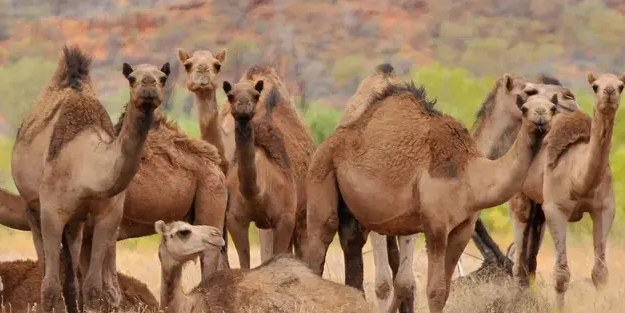 Avustralya'nın itlaf edeceği develer için Türkiye'den flaş talep!