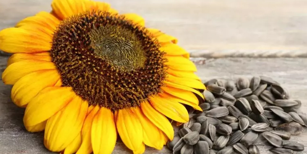 Ay çekirdeğinin faydaları! Faydası kaç tane var say say biter mi? Buyurun siz yiyin!