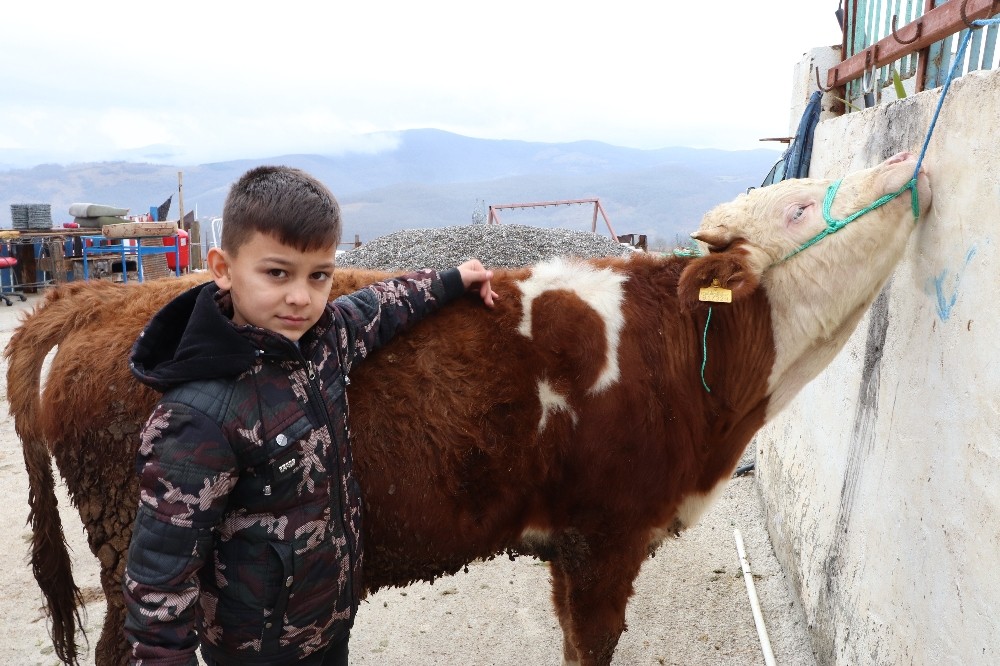’Ay-yıldızlı’ boğa 