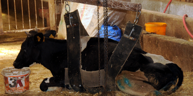 Ayağa kalkamayan ineğini beslemek için özel düzenek kurdu