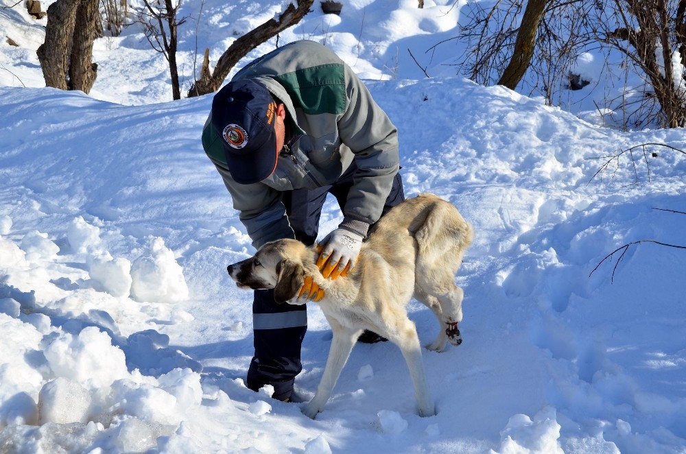 Ayağı kırılan köpeğe belediye sahip çıktı 