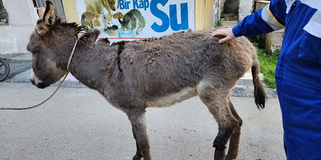 Ayağı kırılınca sahipleri tarafından terk edilen eşek tedaviye alındı!