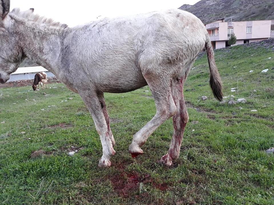 Ayağı kopan katır tedavi altına alındı 