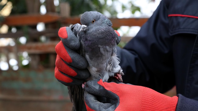 Ayağı sıkışanı güvercini itfaiye kurtardı