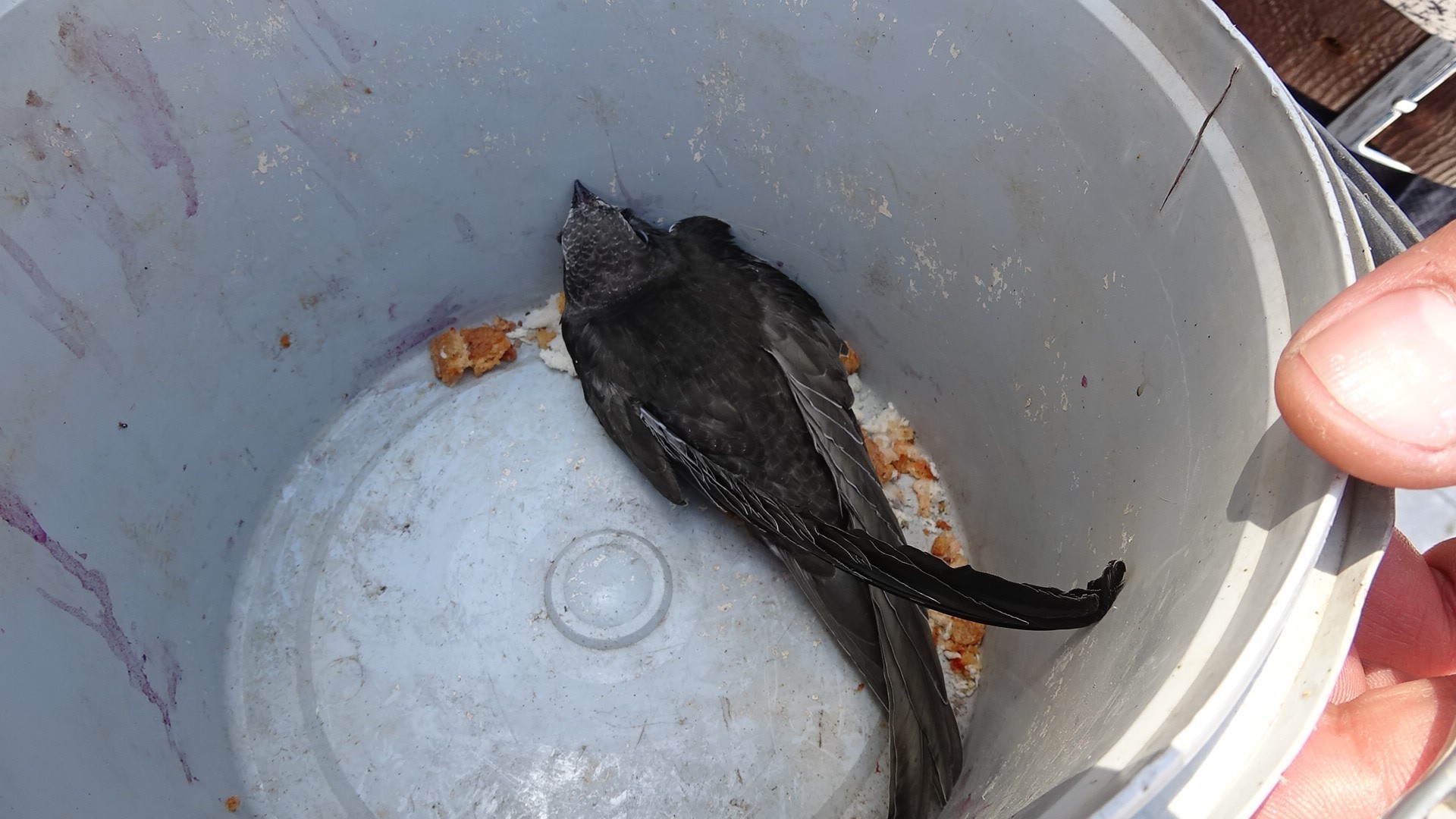 Ayağına ip takılmış ebabil kuşu Doğa ve Milli Parklar yetkililerine teslim edildi