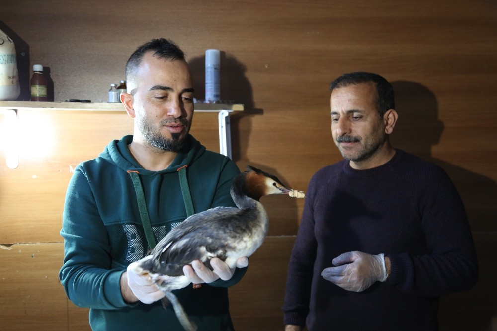 Ayağında apse oluşan yaban ördeği tedavi altına alındı 