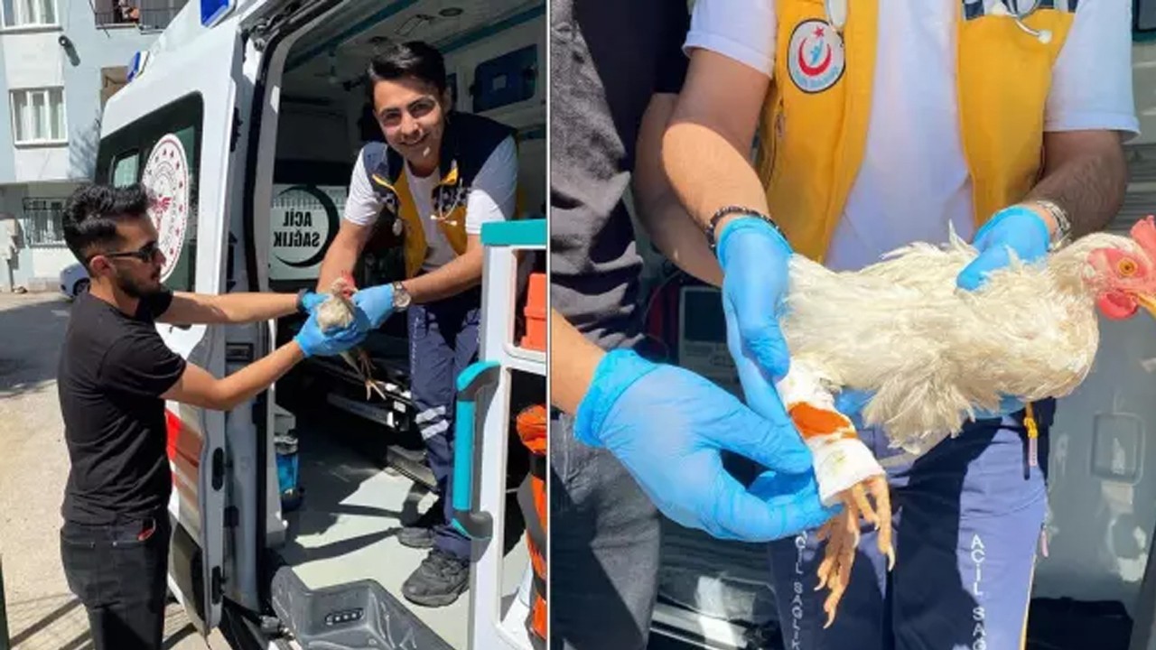 Ayağından yaralanan tavuğa pansuman yaptılar