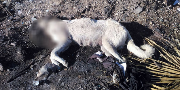 Vahşice öldürdüler! Bunu yapan...