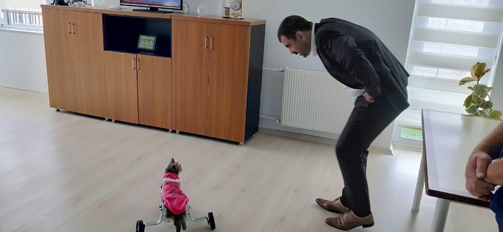 Ayakları felç kedi yürüteç ile hayata döndü 