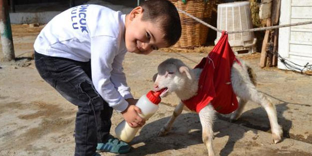Ayakları felçli kuzu 'Prenses'e, özel bakım