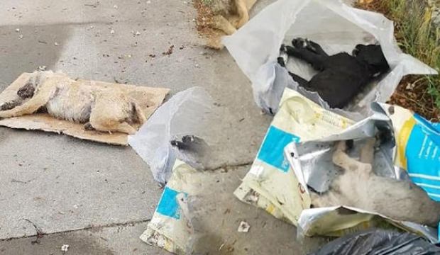 Bu sefer de 5 yavru köpek ölü bulundu!