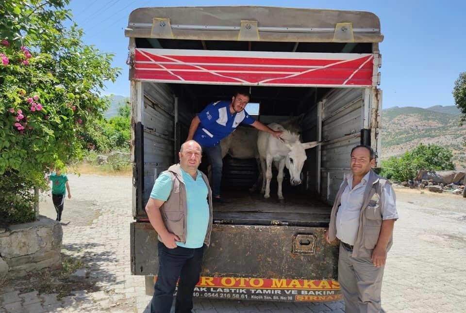 Ayaklarından yaralanan katır ve eşek, ’emekli hayvanlar çiftliğine’ gönderildi 