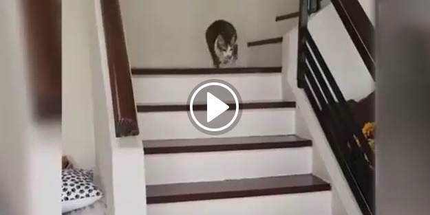 Ayaklarını kaybeden kedinin azmi şaşırtıyor