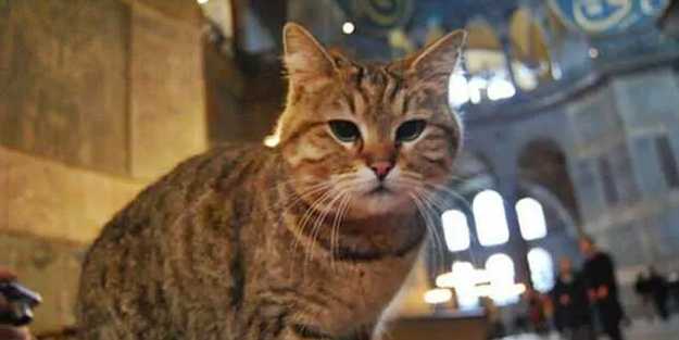 Ayasofya’nın kedisi Gli'den kötü haber