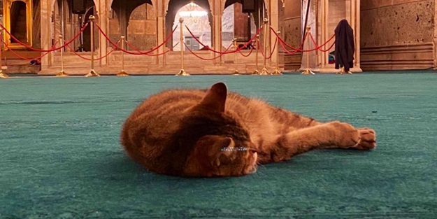 Ayasofya'nın kedisinden T24 yazarına cevap