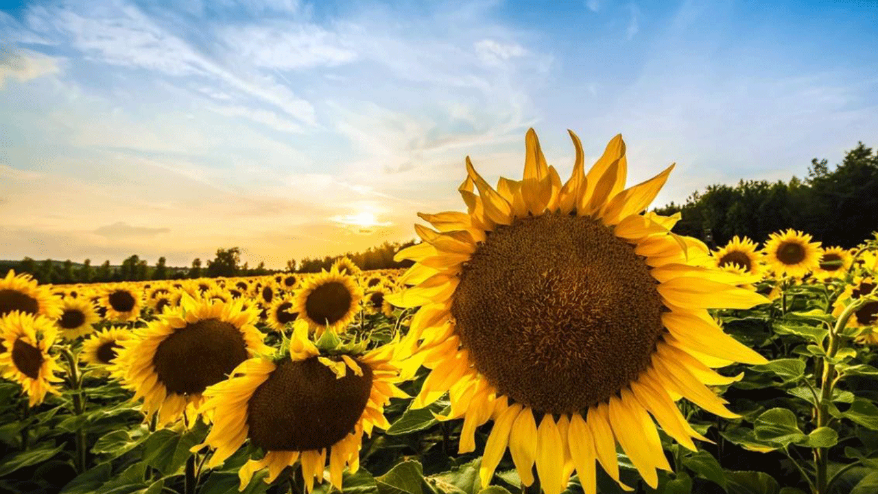 Ayçiçeği alım fiyatı açıklandı: Yüzde 40 zam geldi