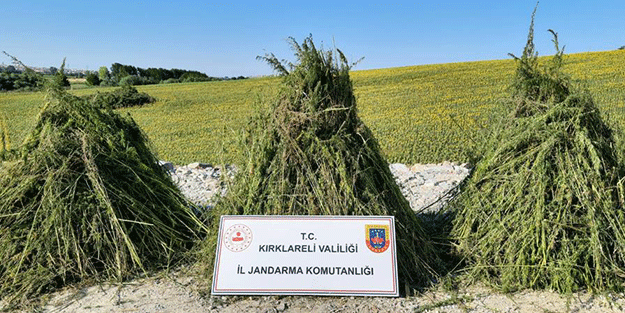 Ayçiçeği tarlasının ortasına hint keneviri tarlası!