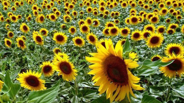 Ayçiçeği tohumunda gümrük vergisi yükseltildi