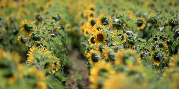 Ayçiçeğinin yetiştiği Trakya'dan kötü haber