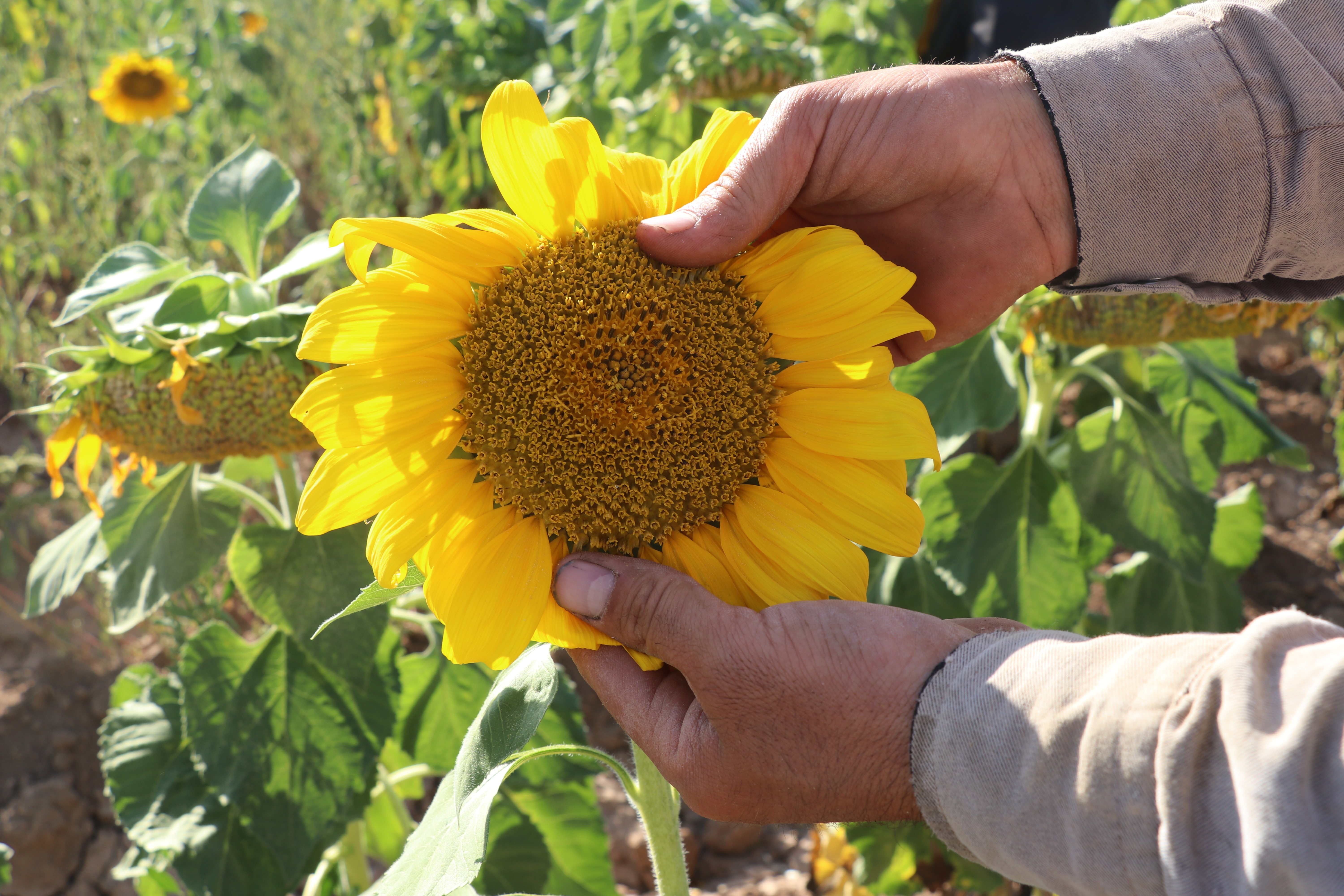 Ayçiçek tarlaları sarıya büründü! Hasat için geri sayım başladı