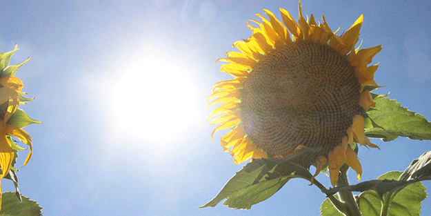 Ayçiçek yağı fiyatlarını etkileyecek haber o ilimizden geldi!
