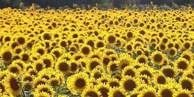 Ayçiçek yağında rekor! Kritik Türkiye virajı: yerli ayçiçek yağı için hacim genişliyor! Üretici için en çok onu istiyor