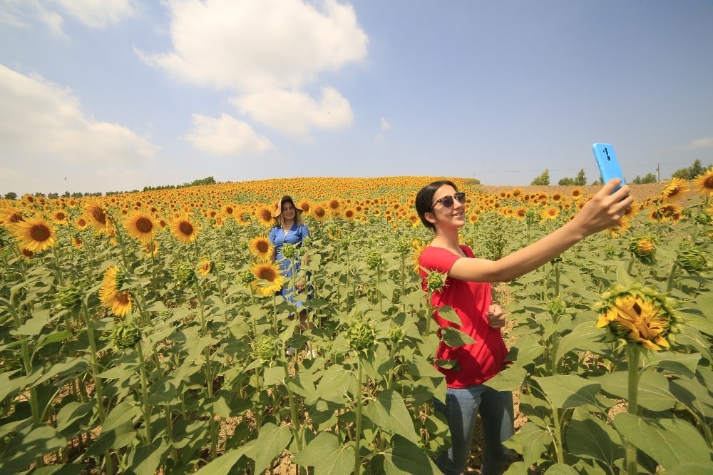 Ayçiçekleri açtı, fotoğraf tutkunları tarlalara koştu 