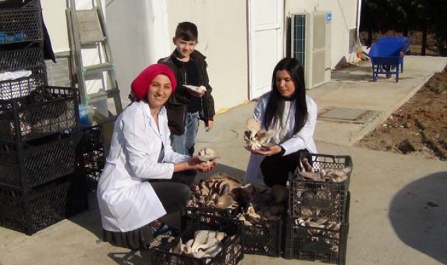 Ayda 10 ton mantar üretimi yapıyorlar