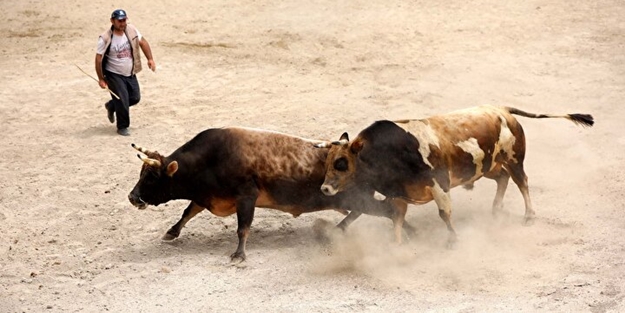 Ayder'de arenadan kaçan boğalar seyircilerin arasına daldı