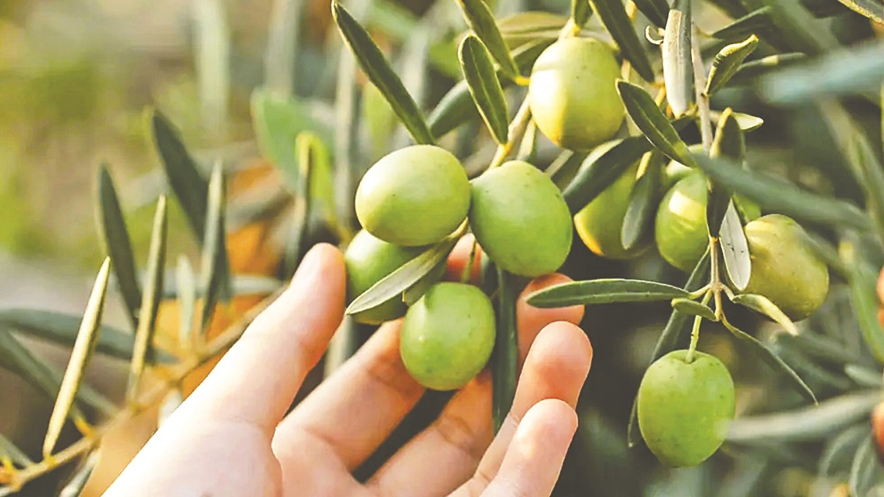 Aydın memecik zeytini AB coğrafi işaretle tescillendi