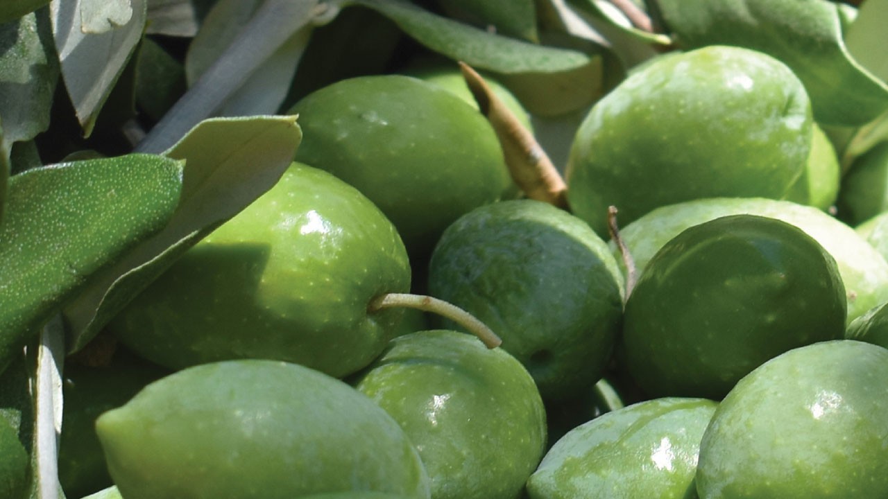 Aydın Memecik Zeytini Avrupa Birliği’nden tescil aldı!