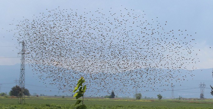 Aydın Ovası'nı kuşlar istila etti