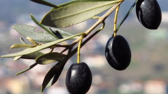 Aydın Sultanhisar’da bu fiyata bu zeytinlik kaçmaz