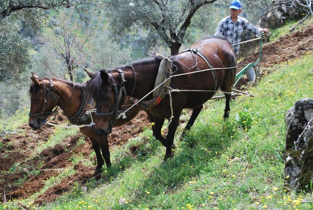 Aydın Ziraat Odası’ndan çiftçiye ‘daha çok üretin’ çağrısı 