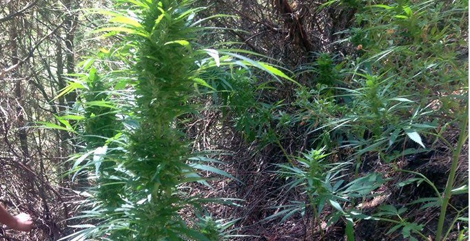 Aydın’da 180 kök kenevir ele geçirildi