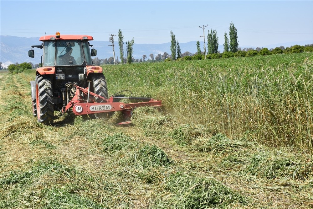 Aydın’da 596 ton yem bitkisi tohumu dağıtıldı 