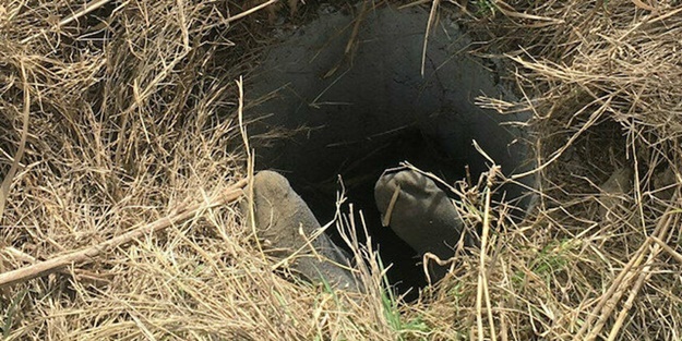 Aydın'da acı olay! Köpeği kurtarmak isterken canından oldu